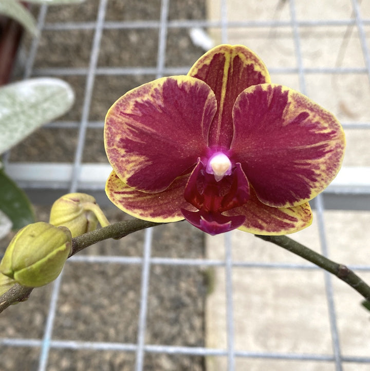 Phalaenopsis Fangmei Sweet '1456'