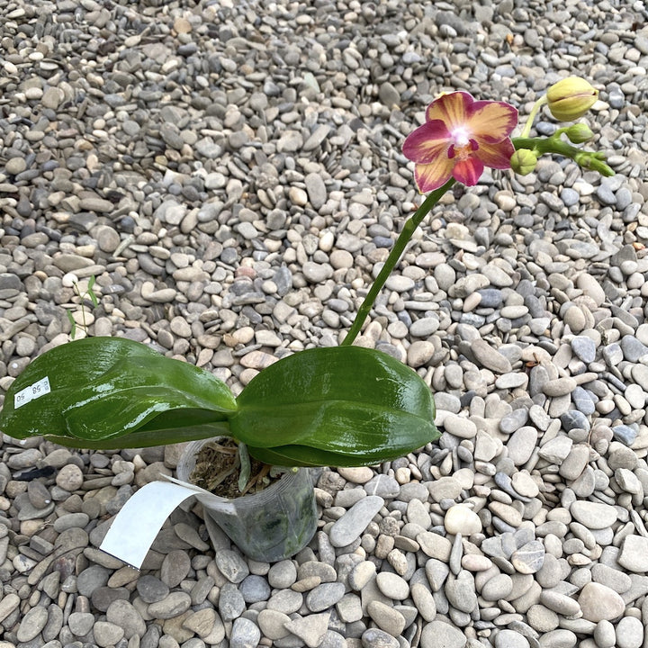 Orhidee Phalaenopsis Tying Shin Smart