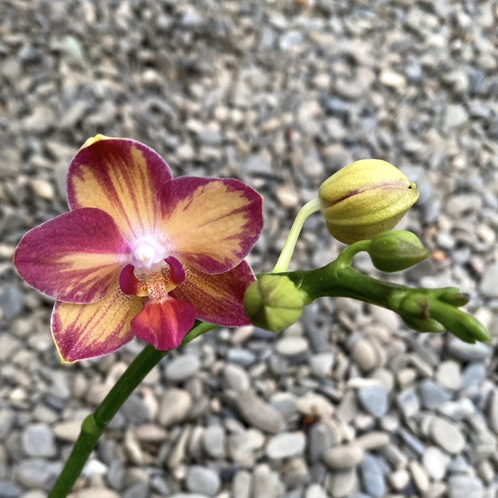 Orhidee Phalaenopsis Tying Shin Smart