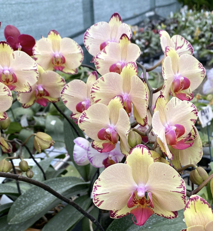 Phalaenopsis Miki Golden Fairy '119'.