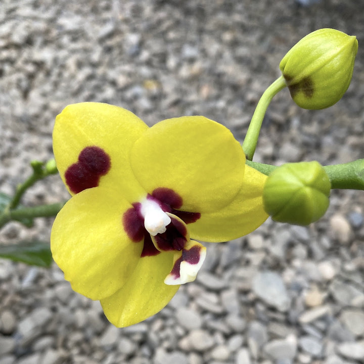 Phalaenopsis (Haur Jin Princess × Dragon Tree Gold)