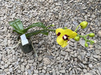 Phalaenopsis (Haur Jin Princess × Dragon Tree Gold)