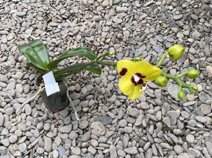 Phalaenopsis (Haur Jin Princess × Dragon Tree Gold)