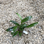 Potinara Summer Choice