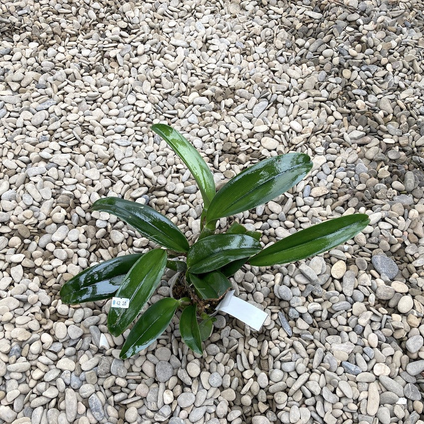 Potinara Summer Choice