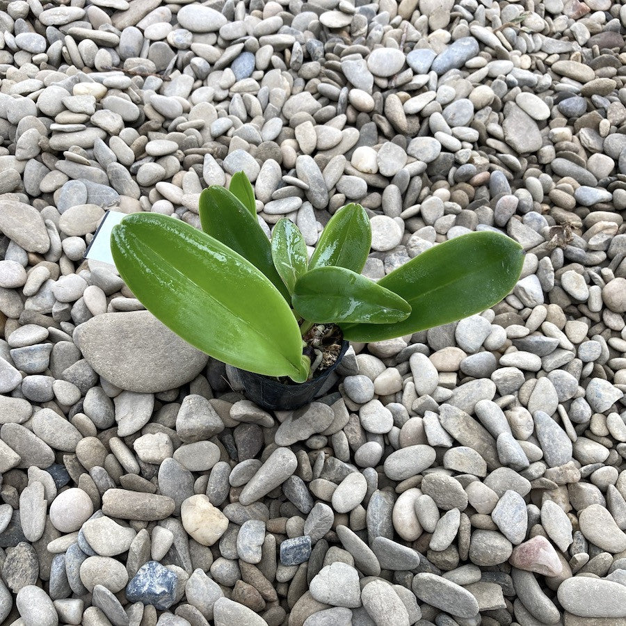Cattleya labiata var. coerulea parfumata