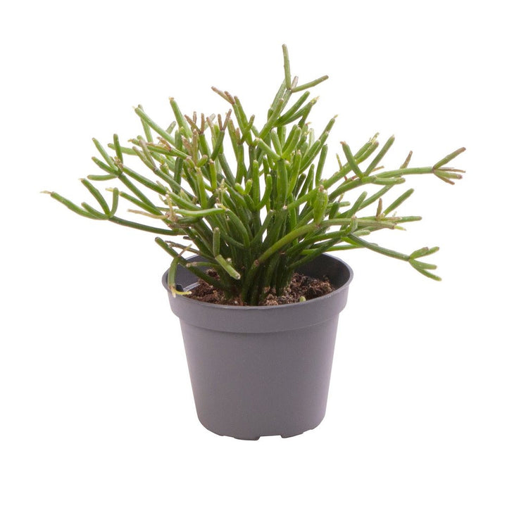 Rhipsalis clavata 'Easy Sweety' mini