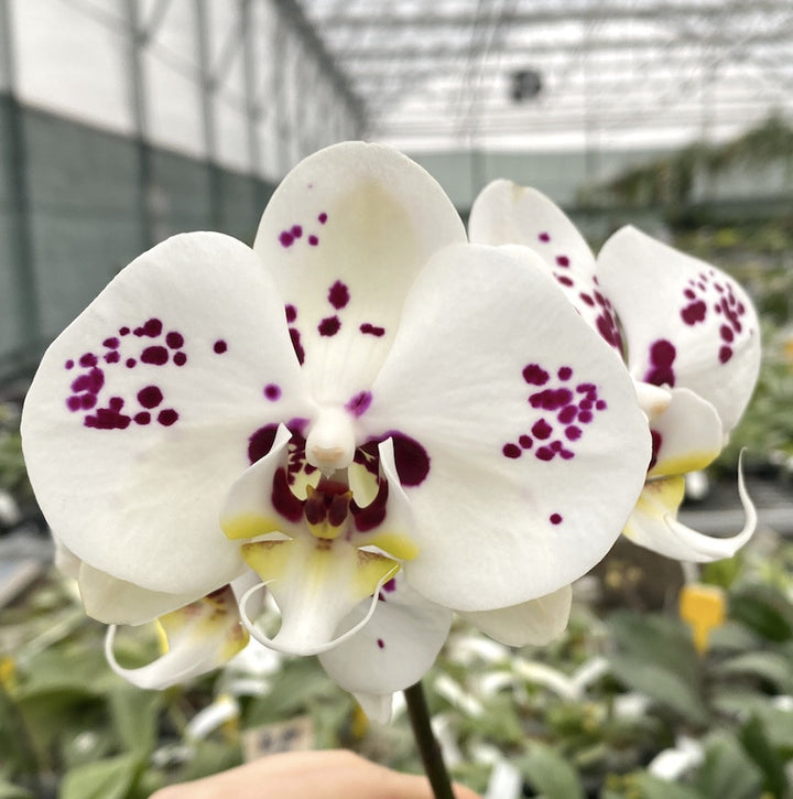 Phalaenopsis Miki Spot '96'