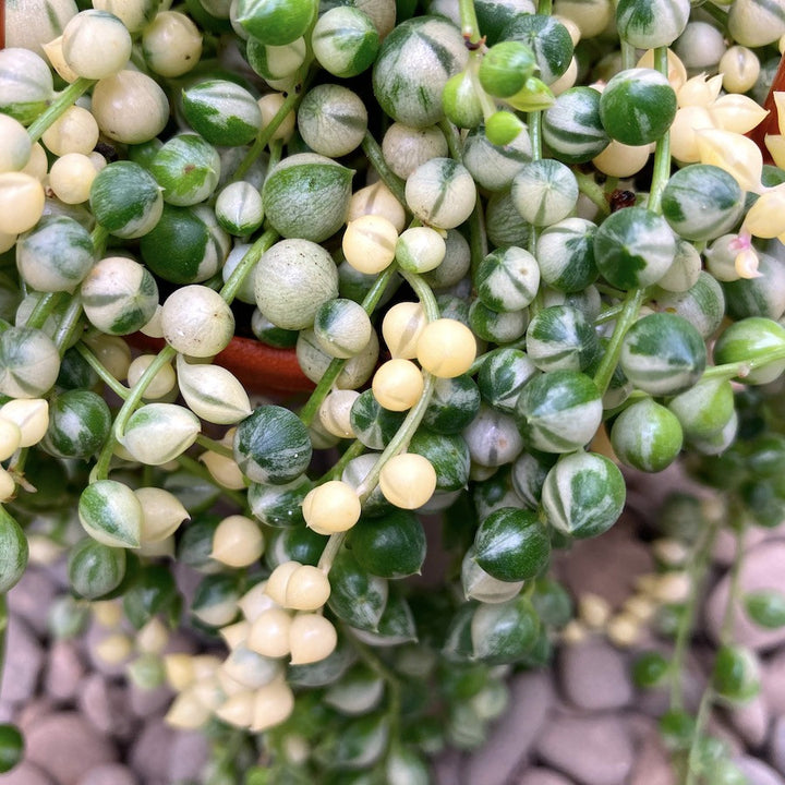 Senecio rowleyanus 'Variegata', specie planta suculenta, pret atractiv