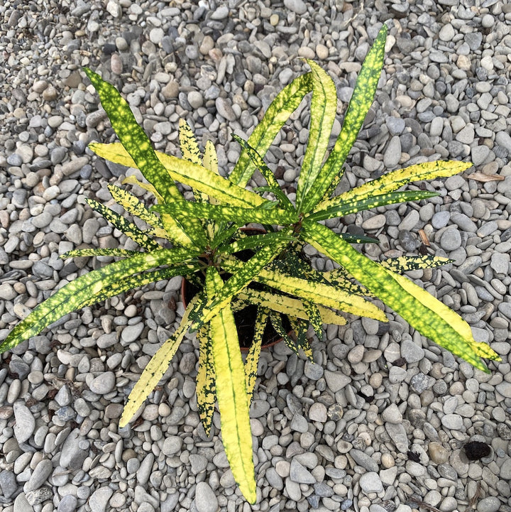 Croton Codiaeum Golden Star