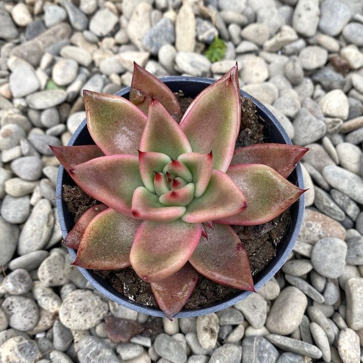 Echeveria Mars