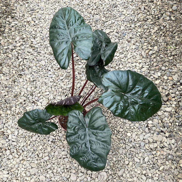 Alocasia 'Plumbea Nigra'