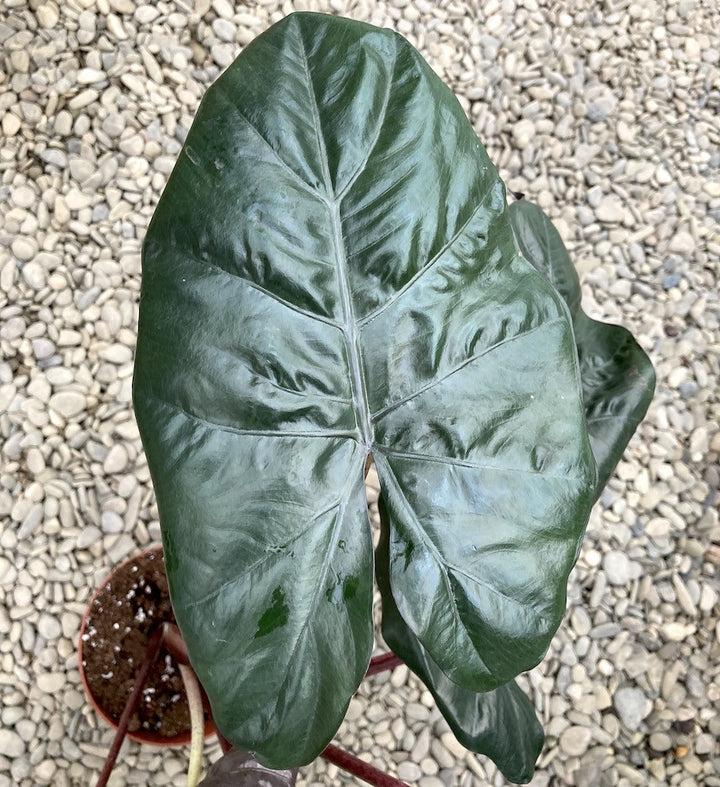 Alocasia 'Plumbea Nigra'