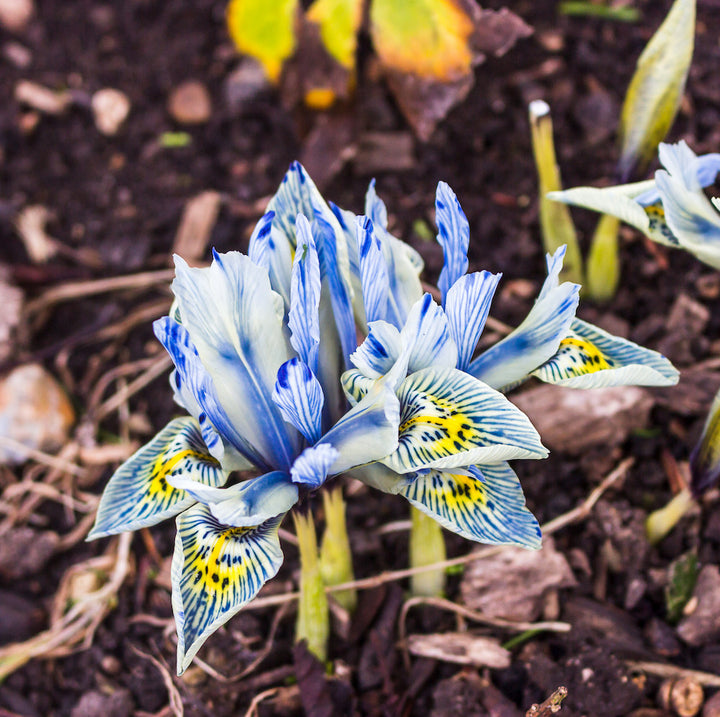 Bulbi de Iris Katharine Hodgkin in ghiveci