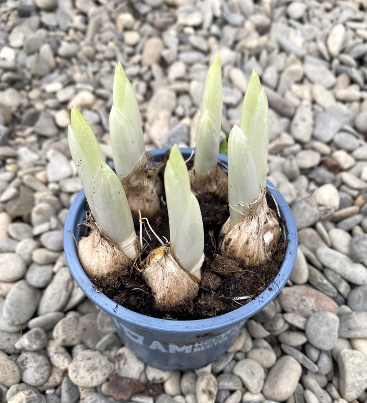 Bulbi de Iris Katharine Hodgkin in ghiveci