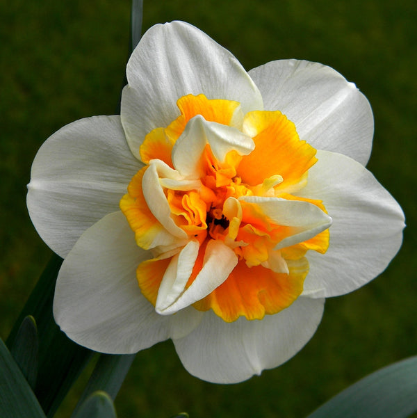 Bulbi narcise batute olandeze in ghiveci - Narcissus Peach Swirl