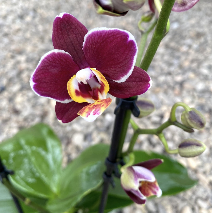 Phalaenopsis Cherry Valentine