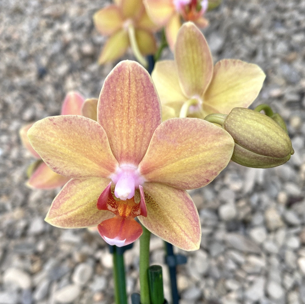 Orhidee Phalaenopsis Yellow Boy, de vanzare la pret special!