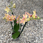Orhidee Phalaenopsis Yellow Boy, de vanzare la pret special!