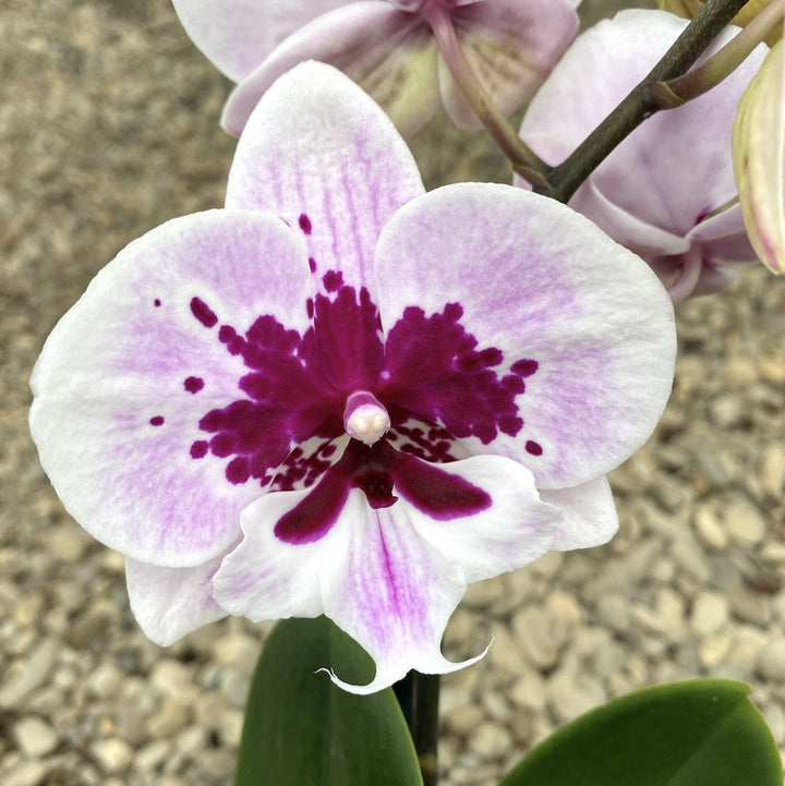 Orhidee Phalaenopsis Hot Lips *big lip