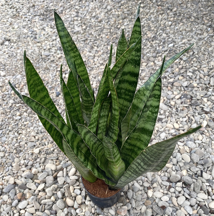 Sansevieria Javanica