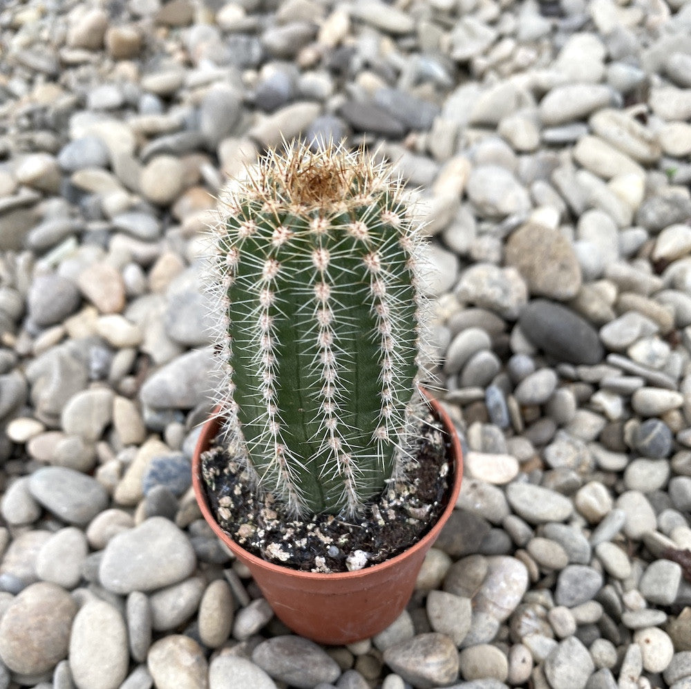 Cactus Trichocereus huascha
