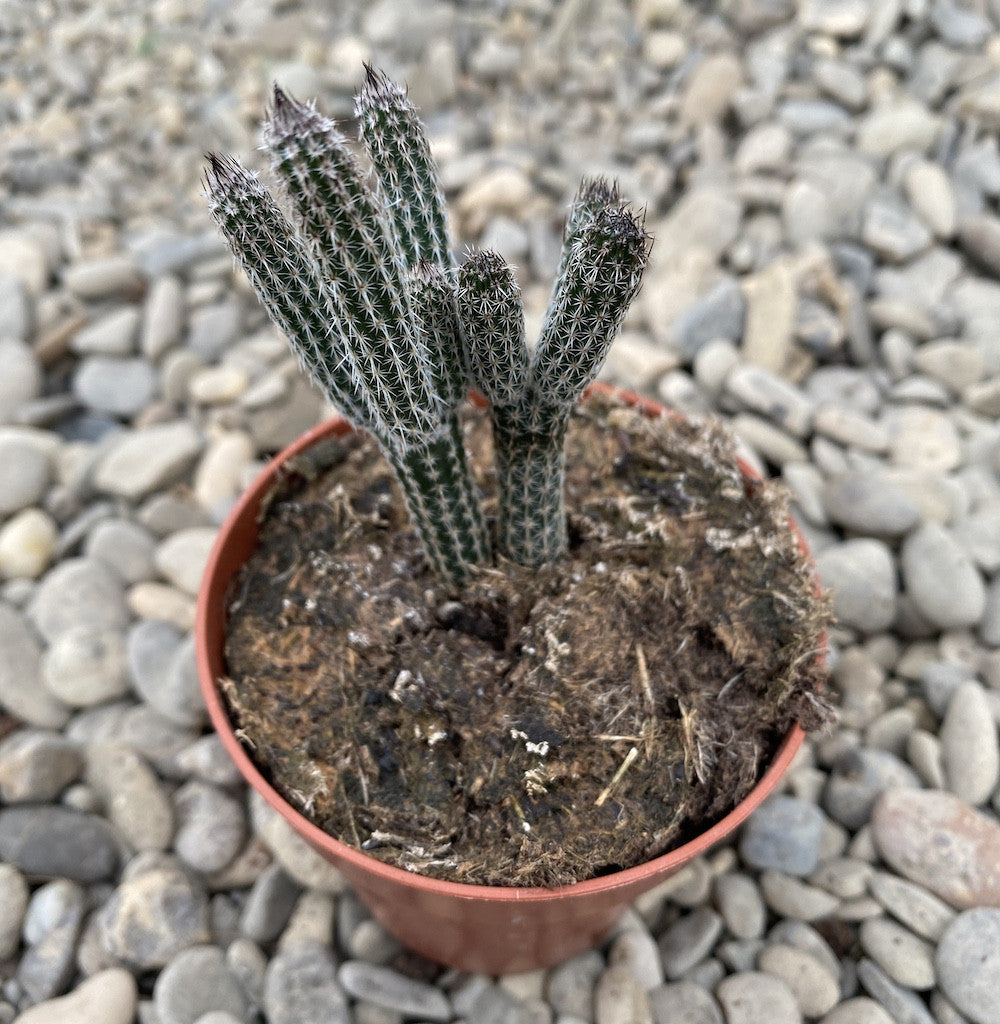Cactus Wilcoxia poselgeri