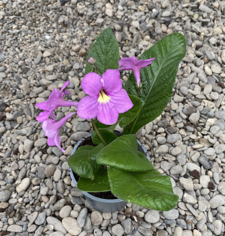 Streptocarpus roz