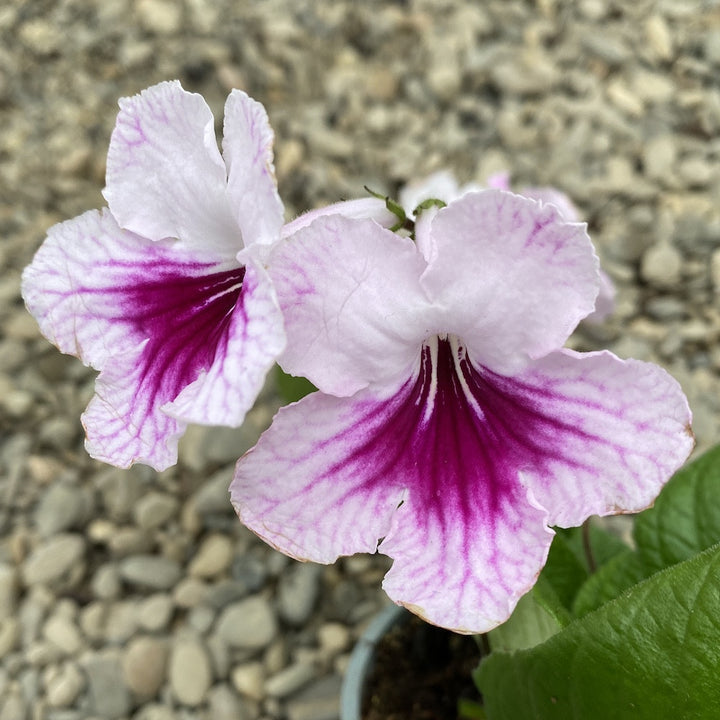 Streptocarpus alb-roz