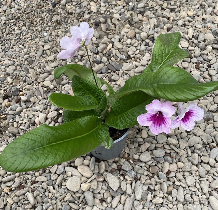 Streptocarpus alb-roz