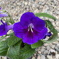 Streptocarpus albastru