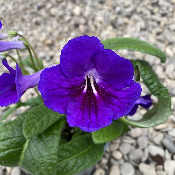 Streptocarpus albastru