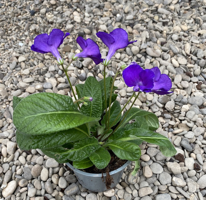 Streptocarpus albastru