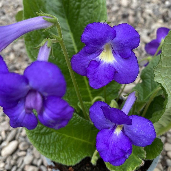 Streptocarpus albastru-galben