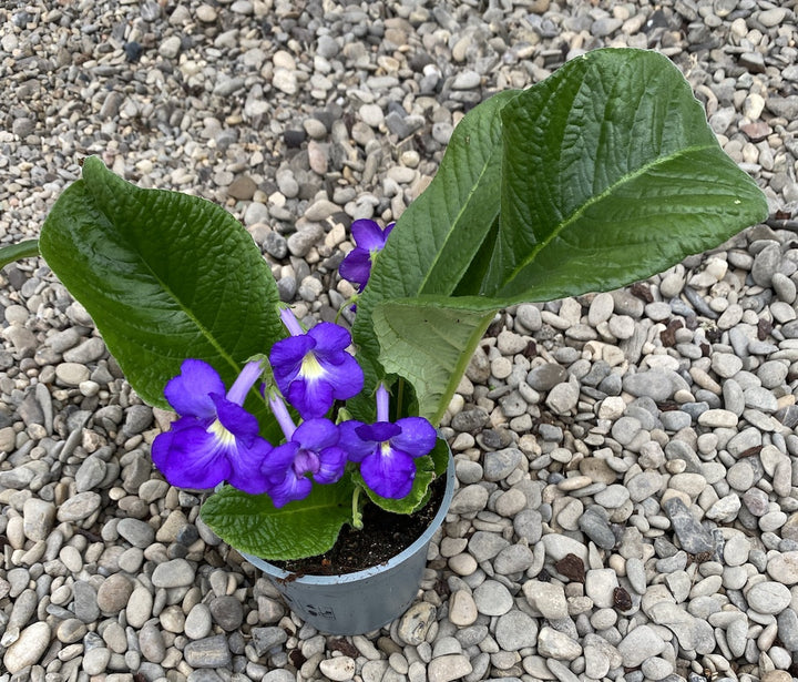 Streptocarpus albastru-galben