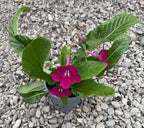 Streptocarpus visiniu