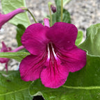 Streptocarpus visiniu
