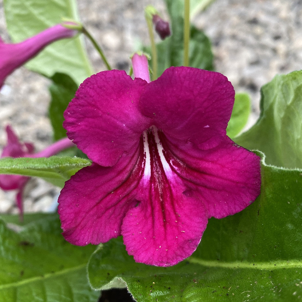 Streptocarpus visiniu