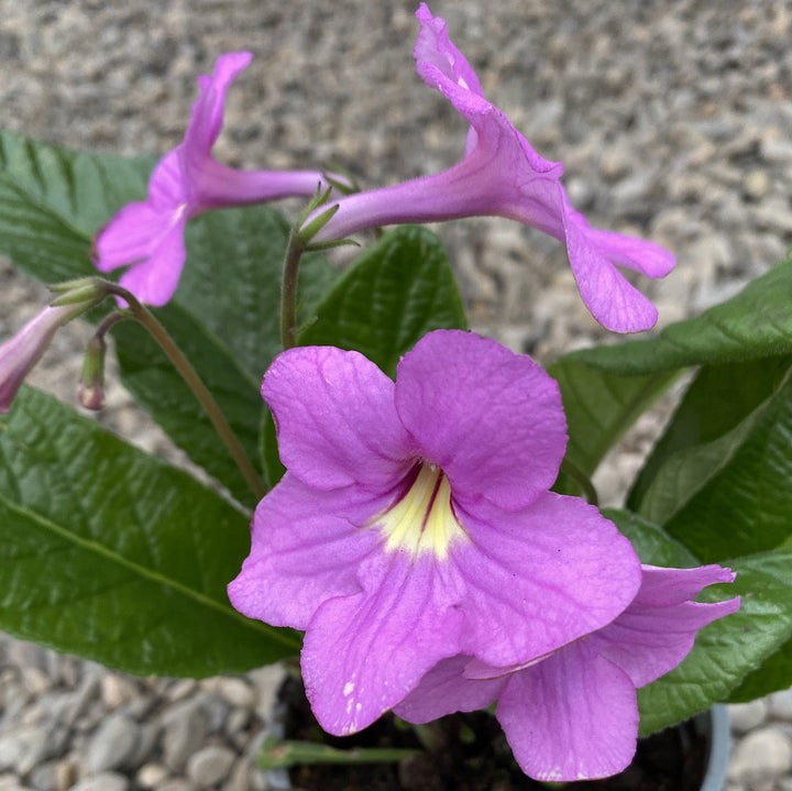 Streptocarpus roz