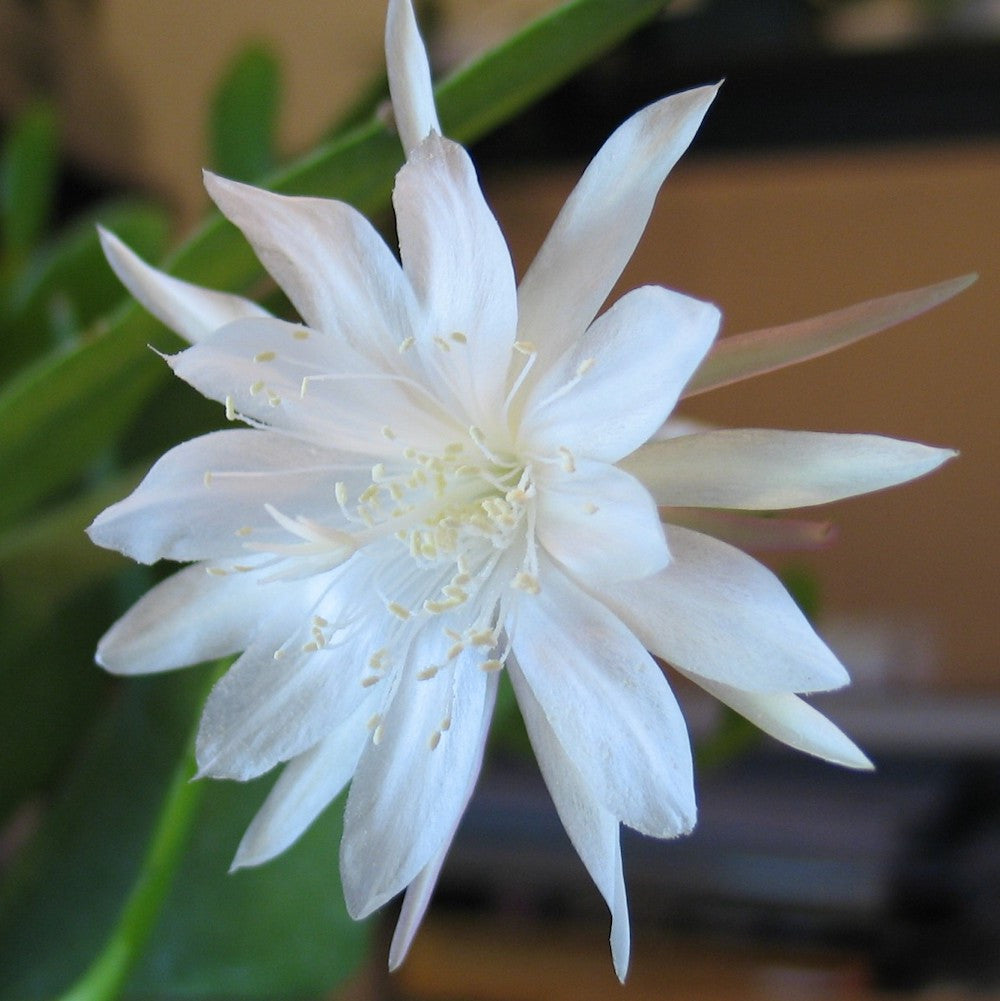 Epiphyllum pumilum XL - cactus orchidea con fiori profumati, spettacolari, notturni