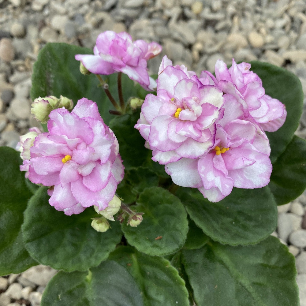 Saintpaulia Rosanne Puck - violete batute roz-alb