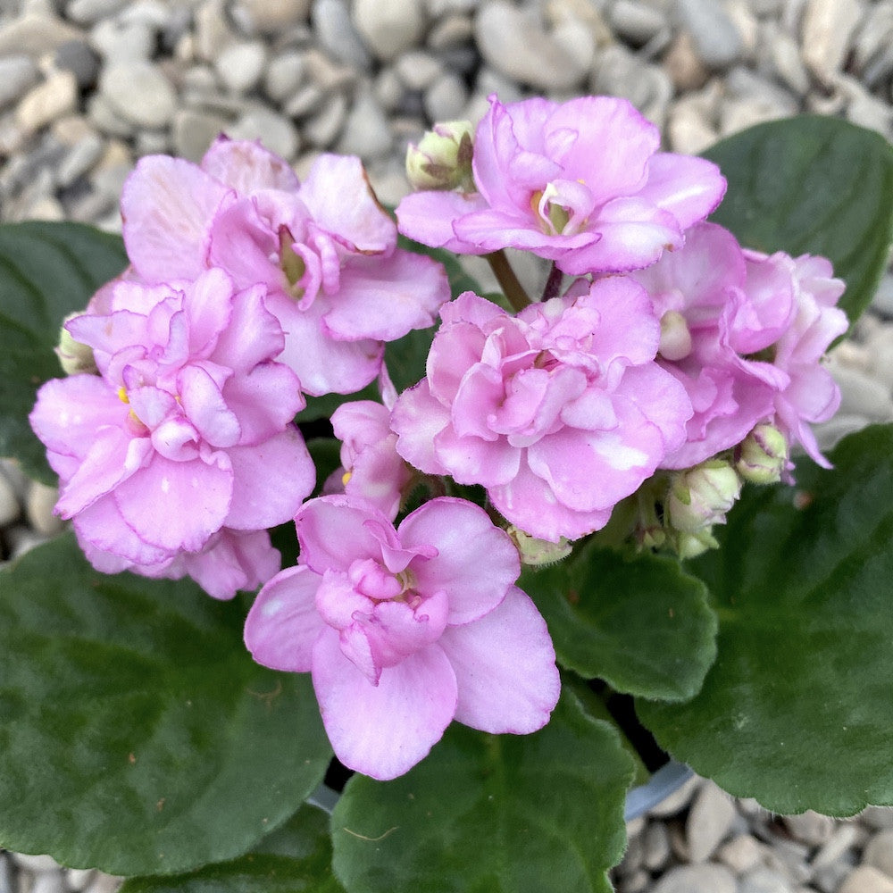 Saintpaulia - violete cu floarea dubla roz dechis