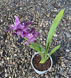 Comanda online Aliceara Peggy Ruth Carpenter la pret imbatabil!