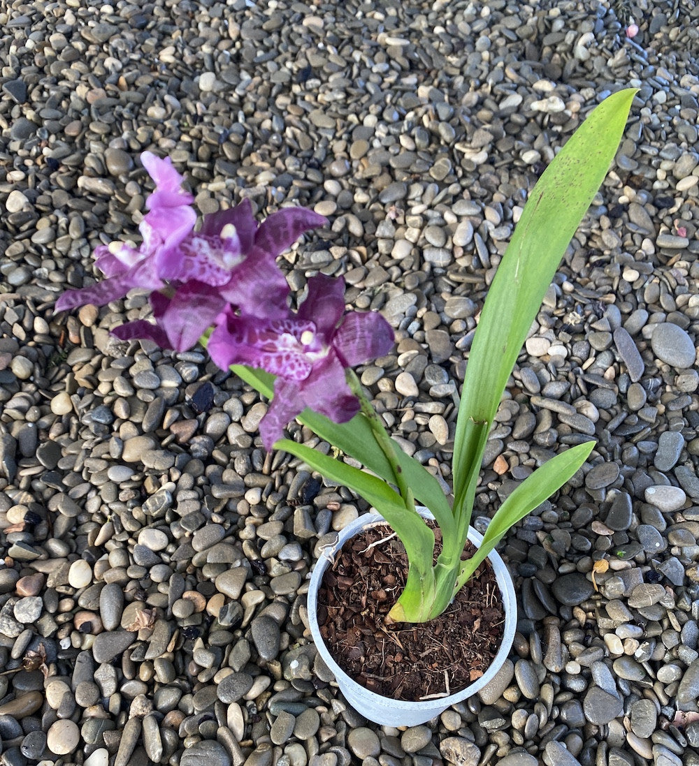 Comanda online Aliceara Peggy Ruth Carpenter la pret imbatabil!