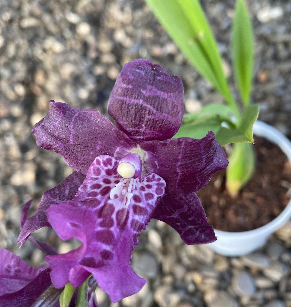 Comanda online Aliceara Peggy Ruth Carpenter la pret imbatabil!