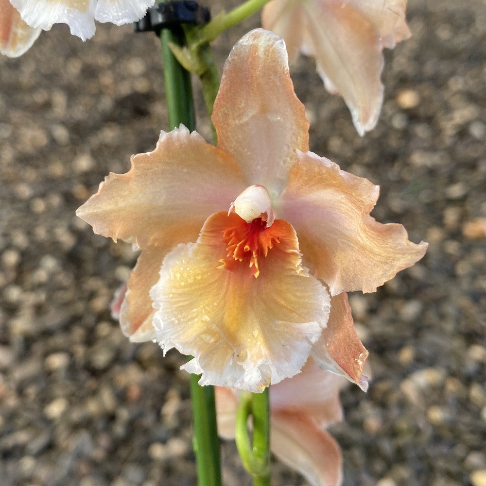 Orhidee Cambria portocalie Rococo