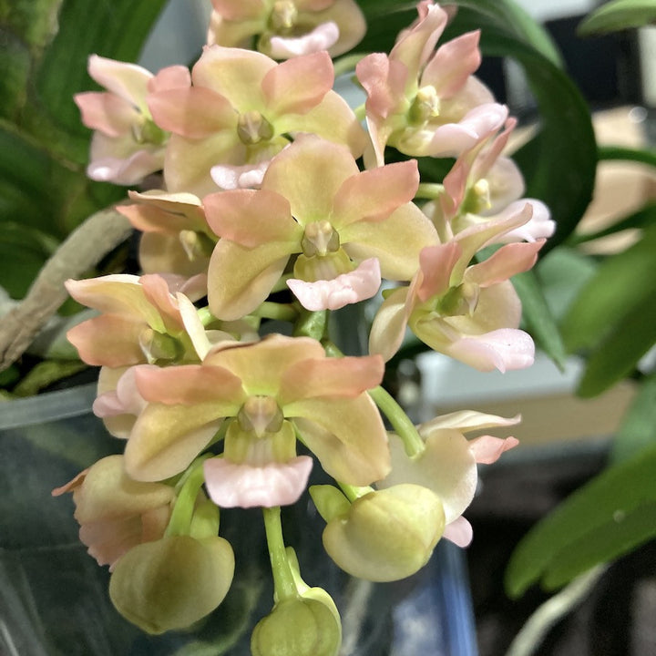 Rhynchostylis Gigantea 'Peach'