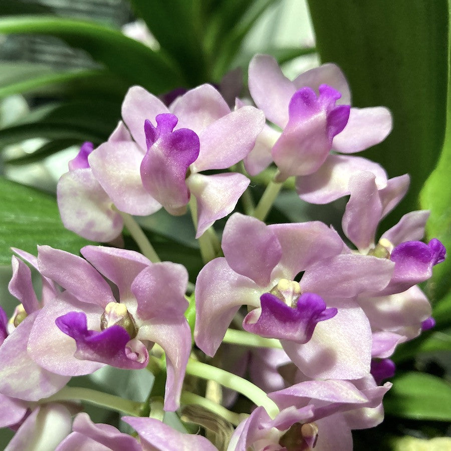 Rhynchostylis Gigantea 'Pink' – Secret Garden Plant Shop