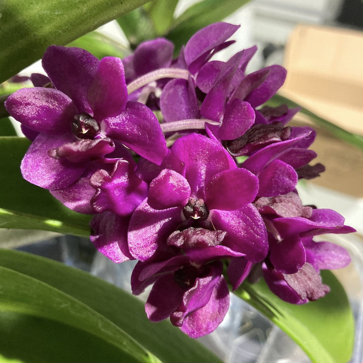 Rhynchostylis Gigantea 'Rattana'