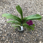 Rhynchostylis Gigantea 'Rattana'